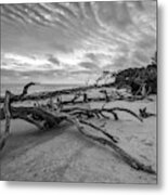 Drift Wood Beach Photograph Metal Print