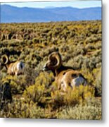Wild Bighorn Sheep - New Mexico Metal Print