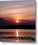 Duck Gathering At Sunset Metal Print