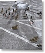 Duck Parking Metal Print