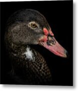 Duck Portrait Metal Print