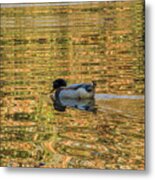 Ducky On Gold Pond Metal Print