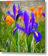 Dutch Iris And California Poppies Metal Print