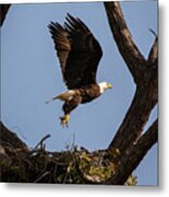 Eagle 2020-12 Metal Print