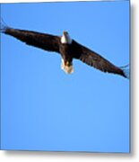 Eagle Fly Over Metal Print