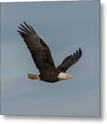 Eagle In Flight Metal Print