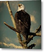 Eagle Searching Cropped Metal Print