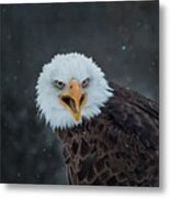 Eagle Stare Metal Print