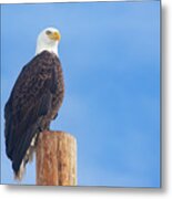 Eagle Striking A Pose Metal Print