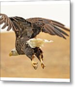 Eagle Taking Off Metal Print