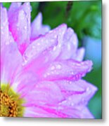 Early Morning Rain Petals Metal Print