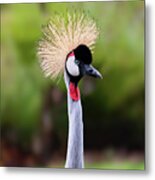 East African Crowned Crane 001 Metal Print