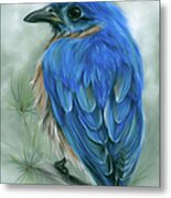 Eastern Bluebird On A Pine Branch Metal Print