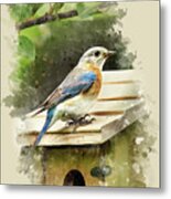 Eastern Bluebird Watercolor Art Metal Print