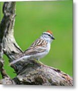 Eastern Chipping Sparrow Metal Print