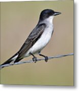 Eastern Kingbird Looking On Metal Print