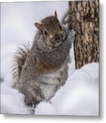 Easy Breezy Beautiful Cover Squirrel Metal Print