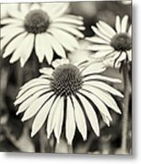 Echinacea Black And White Metal Print