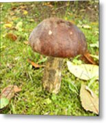 Edible Boletus Mushroom Metal Print