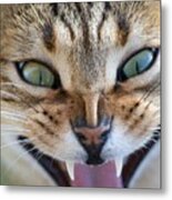 Egyptian Mau Cat Yawning Metal Print