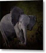 Elephant Calf Metal Print