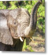 Elephant Greeting Botswana Metal Print