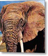 Elephant On The Fundy Shore Metal Print