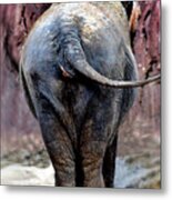 Elephant Photo 144 Metal Print