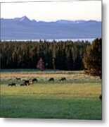 Elk At Yellowstone Metal Print