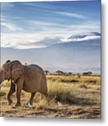 Elpephant And Cattle Egrets Infront Of Mount Kilimanjaro, Amboseli National Park Metal Print