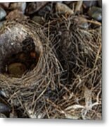 Empty Nest - Wildlife Photography 2 Metal Print