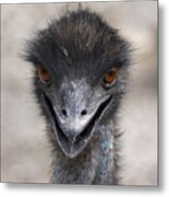 Emu Gaze Metal Print