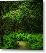 Enchanted Forest At Roan Mountain Metal Print