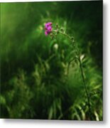Enchanted Forest Picture Metal Print