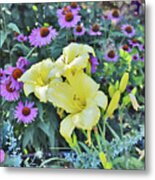 End Of July Yellow Daylilies And Purple Coneflowers Metal Print