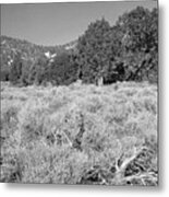 Endangered Plant Habitat - Baldwin Lake Ecological Reserve California - Black And White Metal Print