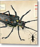 Escarabajo Longicornio De China Metal Print