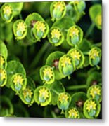 Euphorbia Metal Print