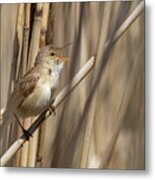 Eurasian Reed Warbler - Acrocephalus Scirpaceus Metal Print