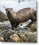 European Otter On Shoreline Rocks Metal Print