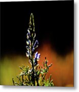 Eveil Du Printemps # 04 Metal Print