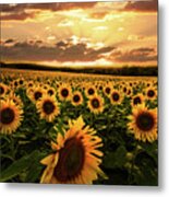 Evening Sunset Sunflowers Metal Print