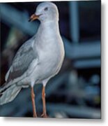 Evening With A Silver Gull Metal Print