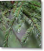 Evergreen - Pine Needles Metal Print