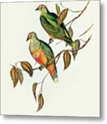 Ewing's Fruit Pigeon, Ptilinopus Ewingii Metal Print