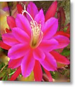 Exotic Cactus Flower Disocactus Ackermannii Metal Print