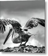 Expecting To Fly Metal Print