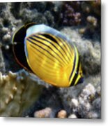 Exquisite Butterflyfish Macro Photography Underwater Metal Print