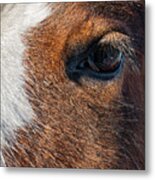 Eye Of A Young Clydesdale Horse Metal Print