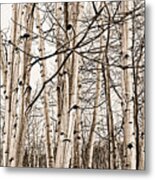 Eye Of The Forest Metal Print